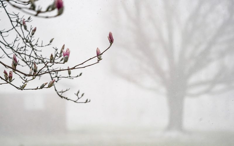 Wind gusts bring snow and change an overcast day to near white out conditions at 10:30am, before quickly changing to sun on Monday, March 16, 2026, in Indianapolis. Here a saucer magnolia has begun to bloom thanks to unseasonably warm weather.