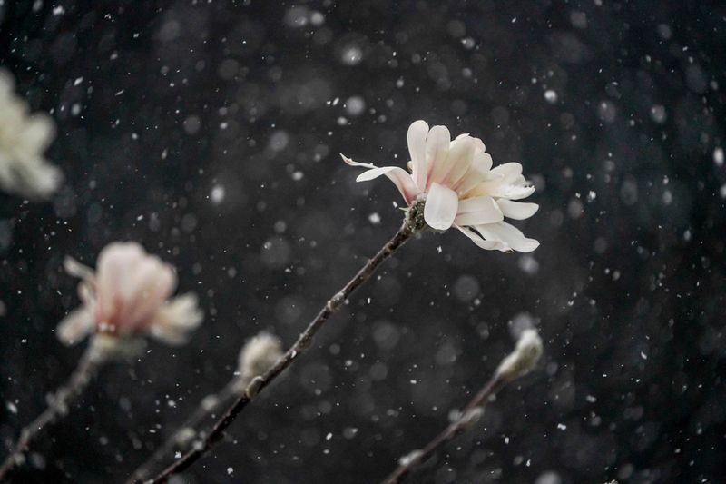 Wind gusts bring snow and change an overcast day to near-whiteout conditions before quickly changing to sun Monday morning, March 16, 2026, in Indianapolis. Here a royal star magnolia is dusted in snow. Royal star magnolias are often the first to bloom in spring, with blooms appearing this year in early March.