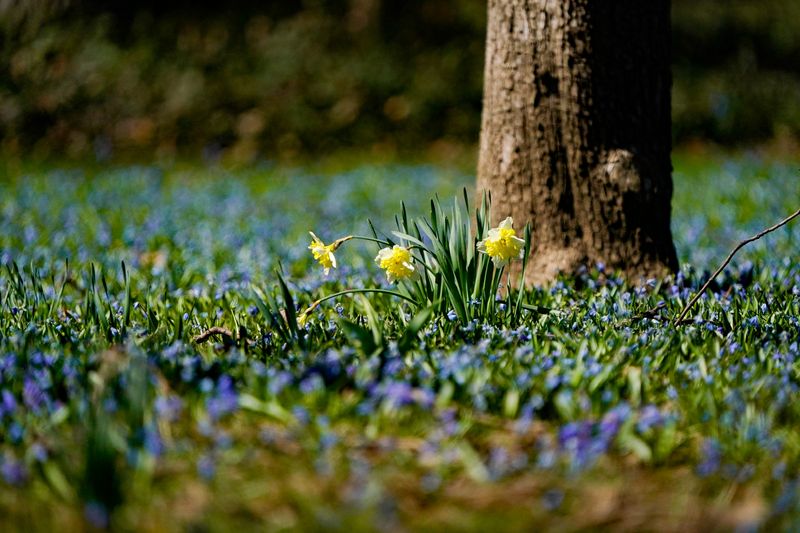 Daffodils bloom on the second day of spring, Saturday, March 21, 2026, in Indianapolis.