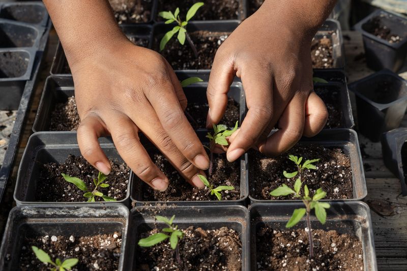 Ajani Johnson and about a dozen other community members gathered to steward plants Saturday, March 28, 2026, at Octavia's Visionary Campus, Kheprw Institute's 17-acre food hub near Garfield Park.