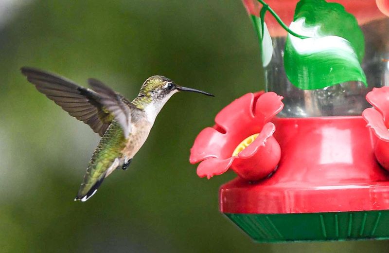 A ruby-throated hummingbird (Polistes rubiginosis) near a feeder in Anderson, S.C.