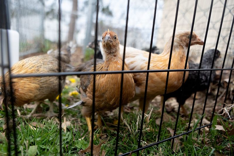 Blue, a young production blue hen, looks for food on Tuesday, March 31, 2026, at her owner's yard in Lafayette, Ind. Some of Lynn Nelson's hens will lay blue eggs while others will be more standard colors.