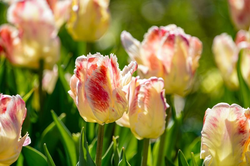Tulips hit their peak for Newfields annual ‘Spring Blooms’ presented by Birds Unlimited on Tuesday, April 7, 2026, in Indianapolis.