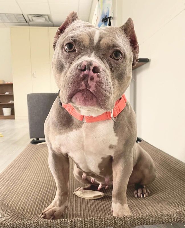 South Bend Animal Resource Center in South Bend has Bella, 6, available for adoption.