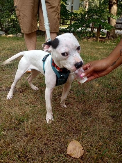Humane Society of St. Joseph County in Mishawaka has Mood Ring, 1, available for adoption.