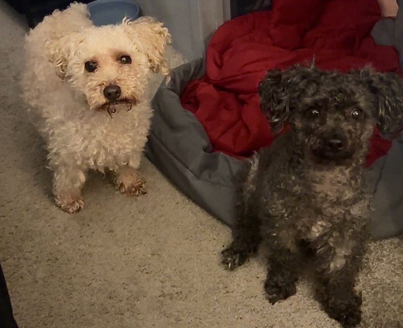 Second Chance in Elkhart has CoCo (left) and Pearl (right), 11, available for adoption.