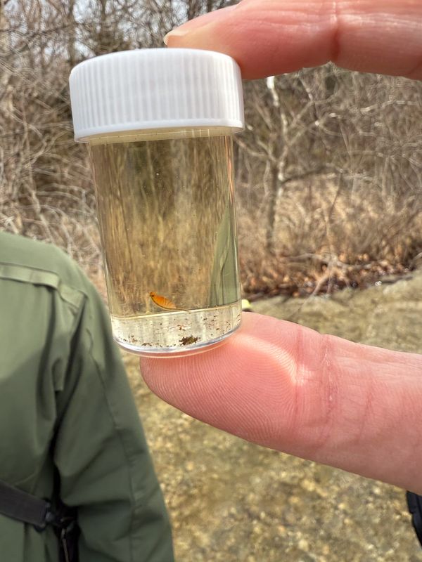 A fairy shrimp (Eubranchipus vernalis) photographed in a wetland protected by Central Indiana Land Trust.