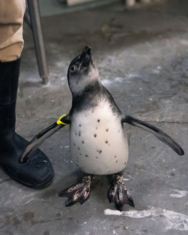 Wensleydale, Mesker Park Zoo & Botanic Garden's new baby Humboldt penguin.