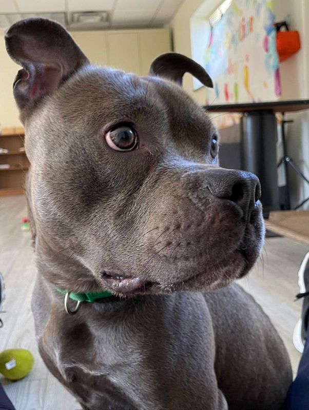 South Bend Animal Resource Center in South Bend has Ranger, 2, available for adoption.