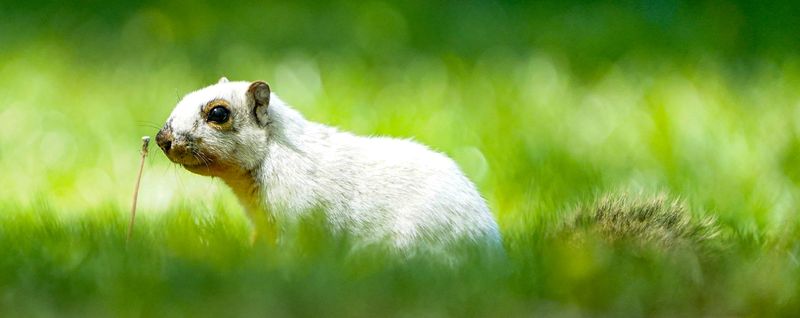 A rare piebald squirrel hunts for nuts at Hummel Park on May 6, 2026, in Plainfield, Indiana. A piebald squirrel carries a genetic mutation known as leucism, patches of white fur to mixed with their normal coat.