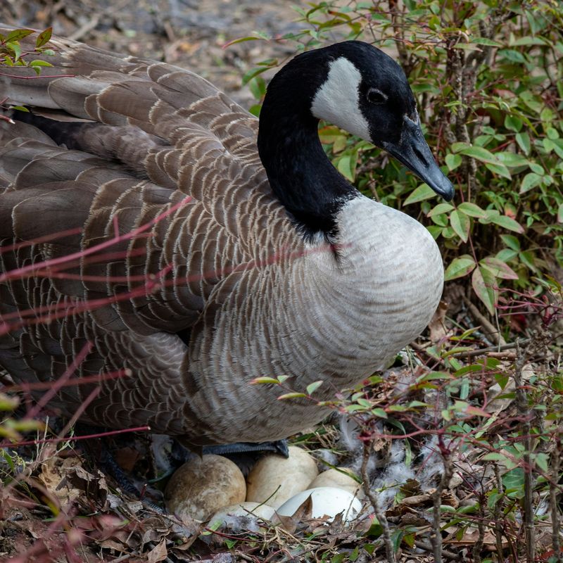 A mother goose tends to her eggs.