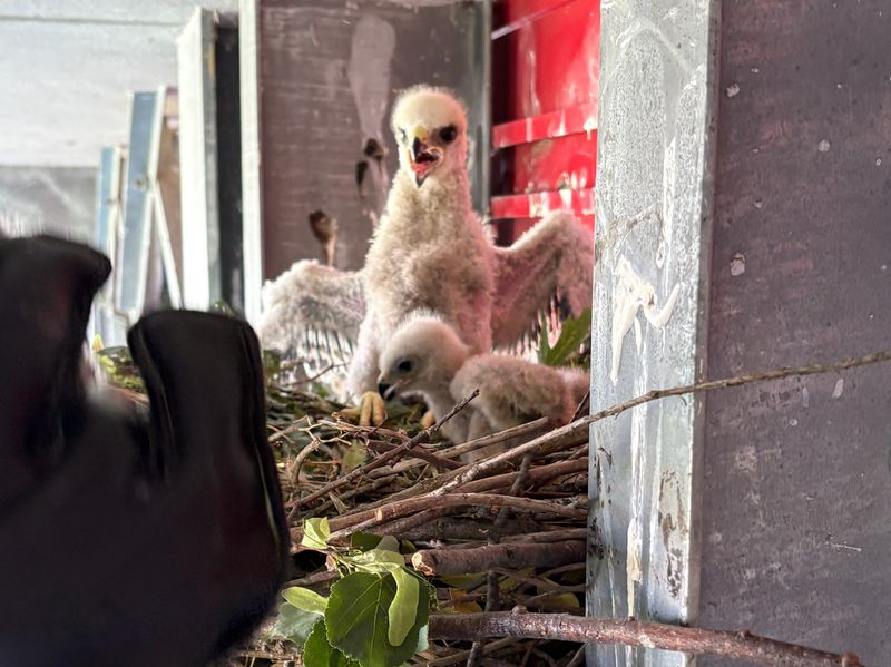Red shouldered hawk chicks rescued from the bleachers at Harrison High School’s Romain Stadium by The Talon Trust in Evansville, Indiana.