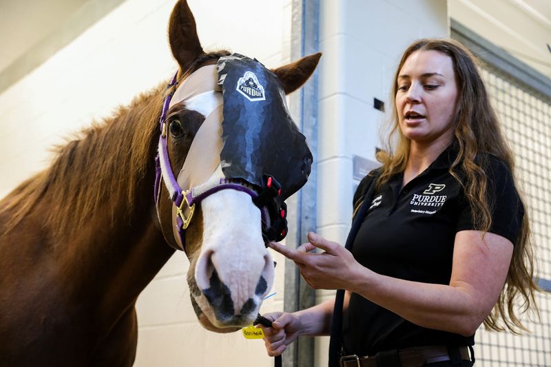 Purdue veterinary professor Danielle Cucuzella points out details of the custom 3D-printed helmet made to protect Sassy, a quarter horse sent to Purdue to repair a severe orbital fracture at the Brunner Equine Hospital on May 29, 2026, in West Lafayette, IN. The horse was seriously injured in a tornado in Michigan.