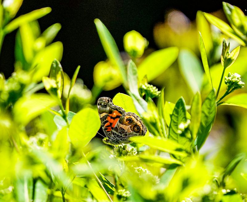 A ladies and related admirals, genus vanessa, butterfly perches on a plant in the yard Bobby Jean Avery-Kimball, president of the native plant society, on Tuesday, June 2, 2026, in Westfield, Ind. Kimball has replaced her yard with plants native to Ind.