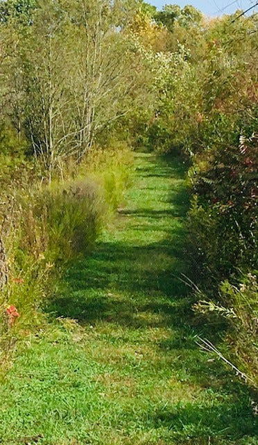 One of the grassy trails at Columbia Mine Preserve.