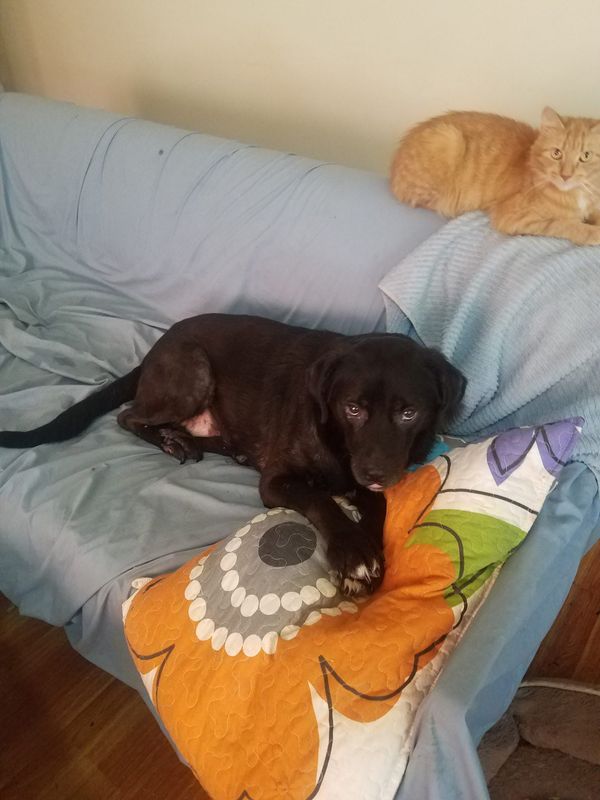 Brinny enjoys her favorite spot on the couch with her cat friend Shamus.