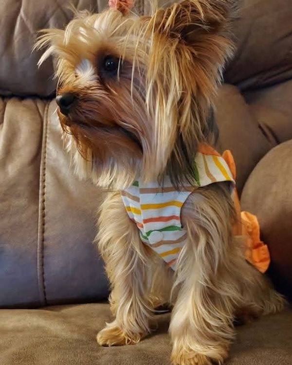 From Redkey, Indiana, Bella is a force at 4.4 lbs., running her household while also showing her sweet side by visiting nursing homes.
