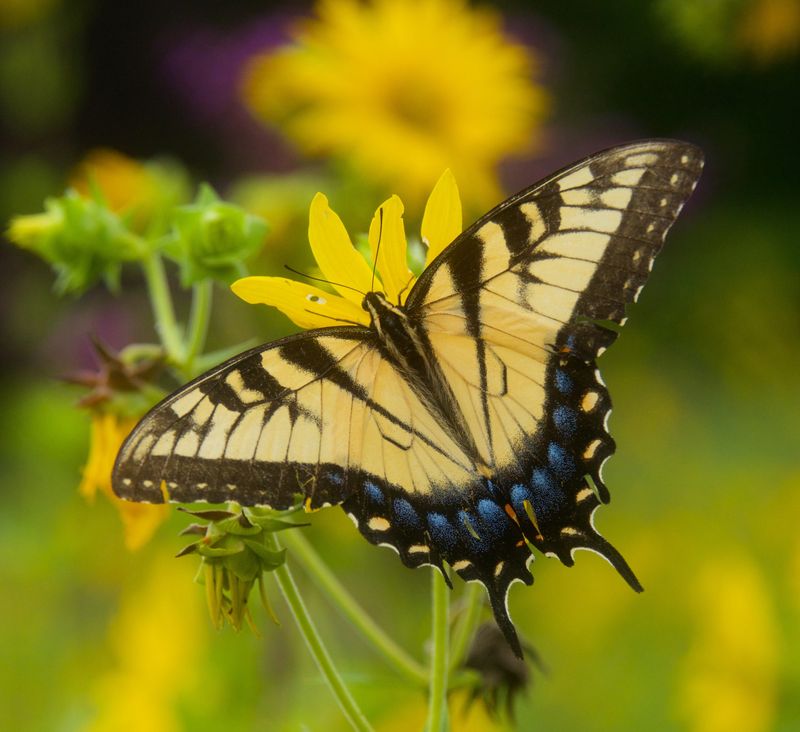 An eastern tiger swallowtail butterfly sits on a coreopsis flower.