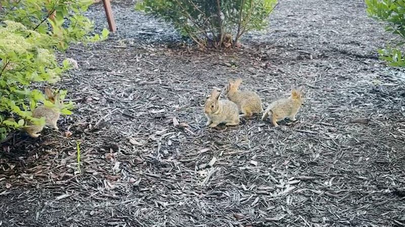 Bru Burger Bar Bloomington staff spotted the adorable family near their restaurant on June 18. Since then, the babies explored around with much joy.