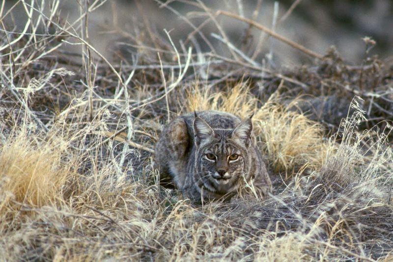 Under a proposed rule, Indiana would raise the number of bobcats allowed to be trapped and allow hunters a chance to bag them.