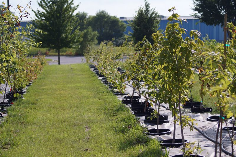 The Half Moon Tree Nursery at Ignition Park, part of the South Bend Sustainbility Office Urban Tree Canopy Initiative to grow South Bend's urban tree canopy up to 40% by 2050 on Monday, June 29, 2026.