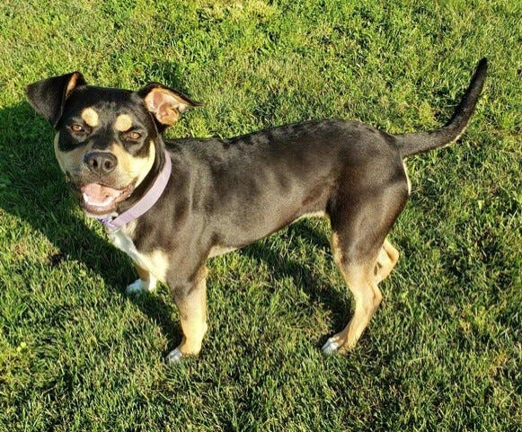 Dogtown Resort in Middlebury has Baby Girl, 1, available for adoption.