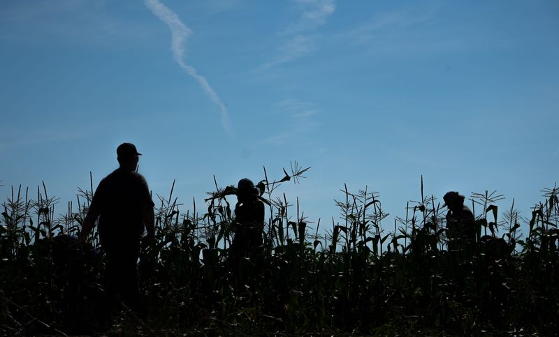 People pick corn in the field Thursday, July 16, 2026, at Souder Farms in Rushville, Ind.