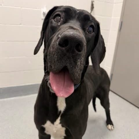 Stitch, a blind 2-year-old Great Dane, died after he was left in the outdoor portion of his kennel during dangerously hot weather on July 1.
