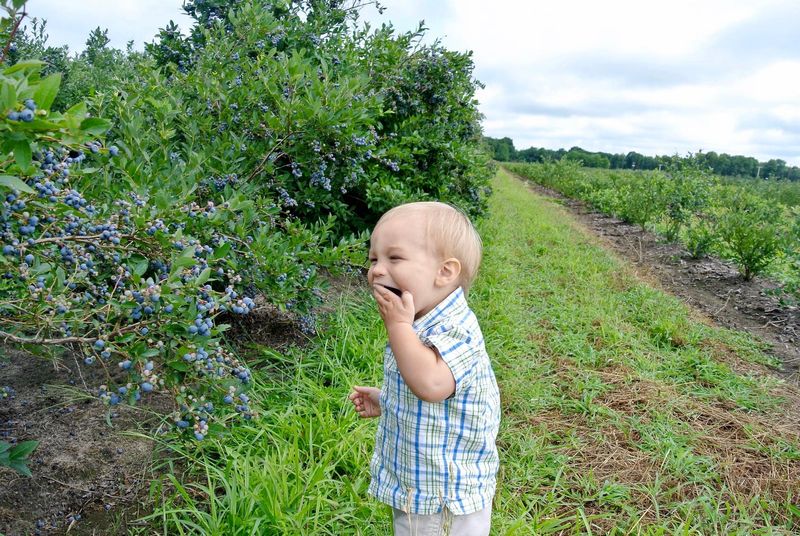 Blueberry season has officially kicked off in West Michigan.