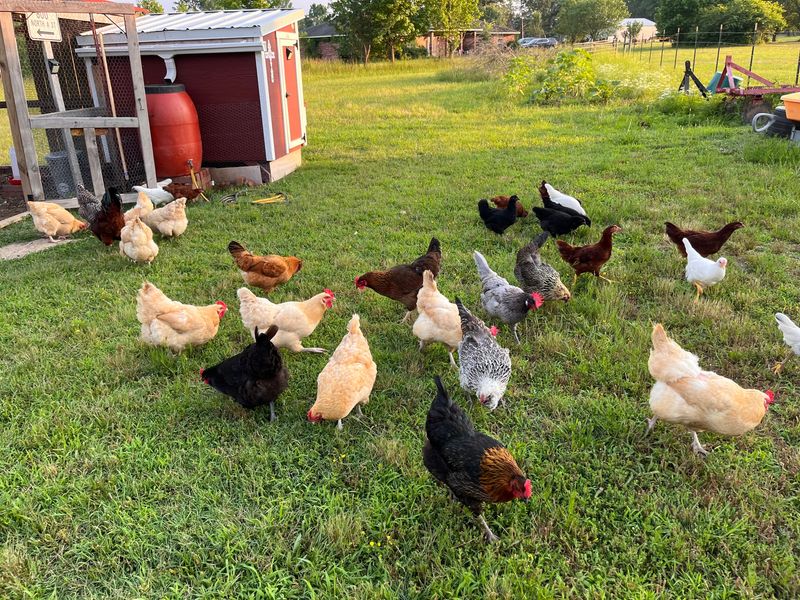 Over the last few years, raising chickens has become a popular hobby — but depending on where you live in Livingston County, owning a flock could be in violation of local ordinances.