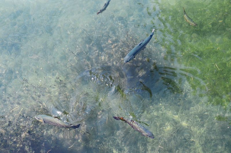 Fish swim in one of three spring-fed ponds available for guests to observe at the Oden State Fish Hatchery.