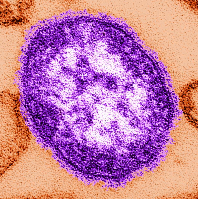 The measles virus