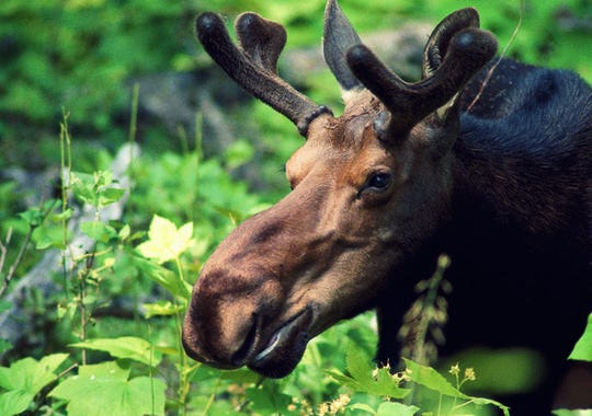 A moose is seen on Isle Royale.