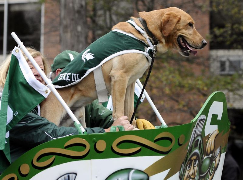 Frisbee-catching Zeke the Wonderdog III rides in  the MSU Homecoming Parade in East Lansing Friday 10/21/2011.  The MSU football team takes on the Wisconsin Badgers Saturday night at MSU. (Lansing State Journal staff photographer Rod Sanford)