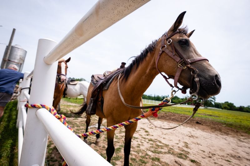 Buck, a 30-year-old Arabian Quarterhorse, waits near a fence after a trail ride Thursday, June 24, 2021, at Pine River Stables in St. Clair.