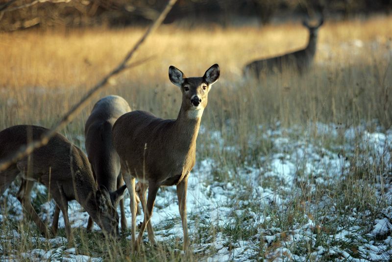 Michigan wildlife policymakers are expected to consider restricting antlerless deer hunting during bow season in the U.P.