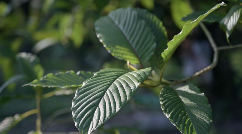 The kratom tree is native to southeast asia. It's leaves are dried and crushed and sold in powder and capsule form in smoke shops and online.