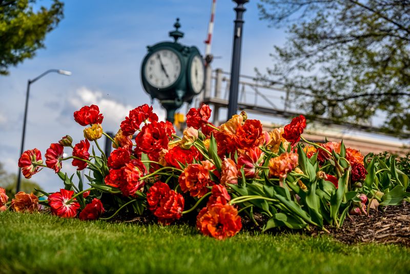 Downtown Holland Stock Photo