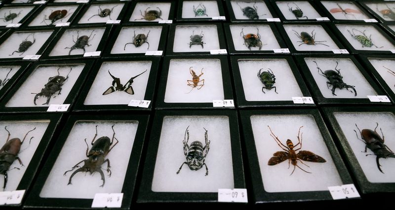 The Oddities & Curiosities Expo at the RI Convention center offered a peek in to a world of weird.