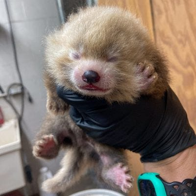 Red panda cub born on June 19, 2024 at the Potter Park Zoo in Lansing, Michigan.