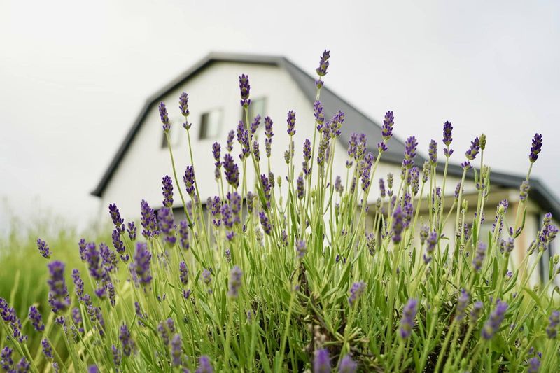 According to Ryan Mack of Belle Lavande Lavender Farm, lavender season in Michigan lasts from the end of June to mid-July.