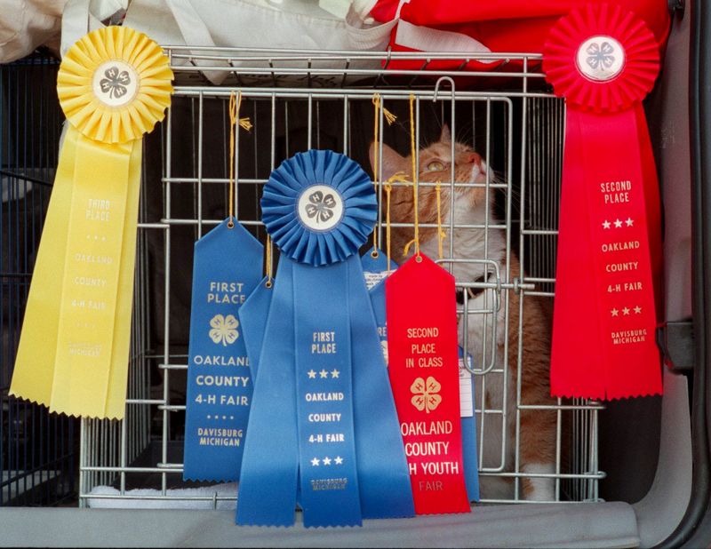 Buster, a 5-year-old unregistered domestic tabby cat, took first place in Adult Cat Unregistered Breed at the Oakland County 4-H Fair at the Springfield Oaks County Park in Davisburg on Aug. 4, 1999. He took home a total of 9 ribbons and one trophy from the fair. He is owned by 12-year-old Kara Colt of Metamora.