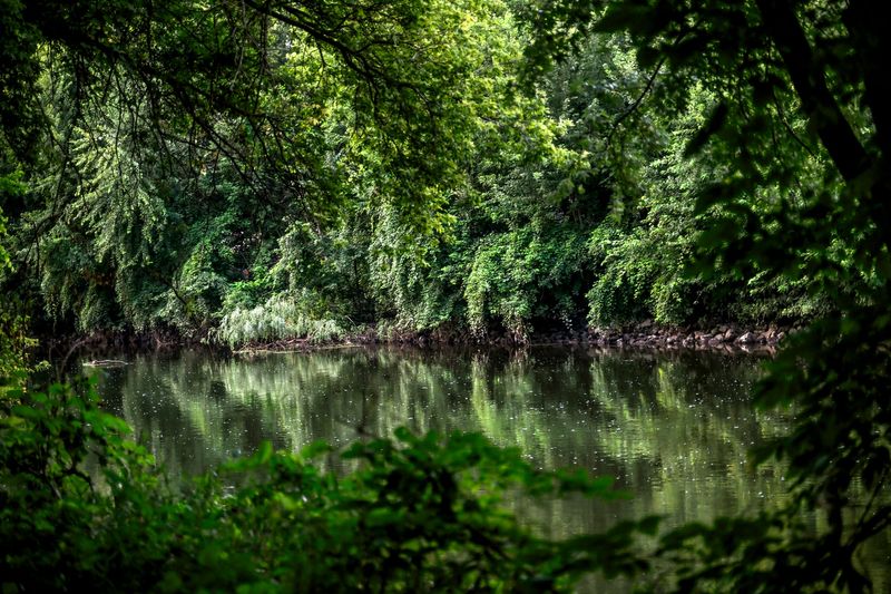A view of the Grand River from the bank at Dietrich Park on Monday, Aug. 26, 2024, in Lansing.