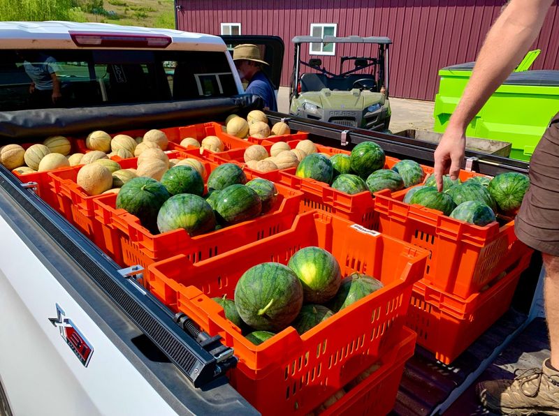 A truckload of melons from Bear Creek Organic Farm.