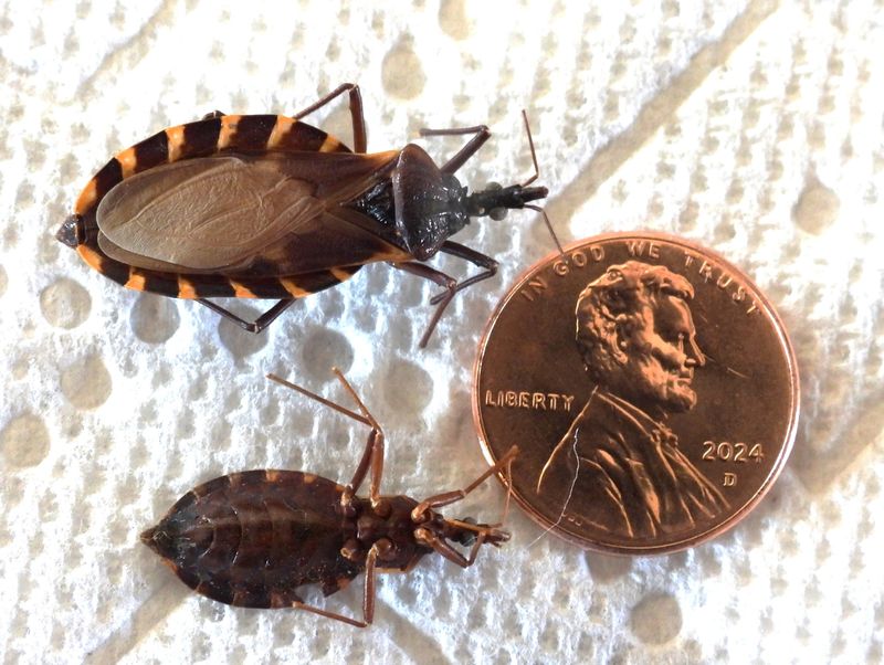 Conenose bugs, also called kissing bugs, are vectors of Chaga's disease although cases are few and rarely reported in the United States. The disease is more common in southern Mexico, Central American and South American countries.