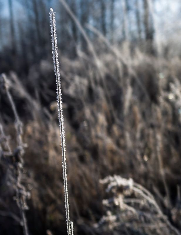 Ice crystals known as hoar frost cover this single stem early on Sunday, November 29, 2015.