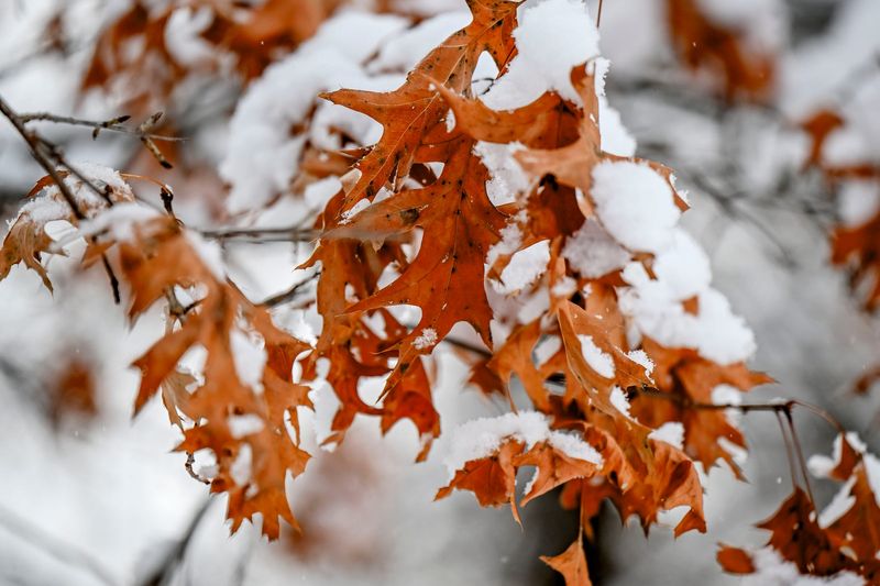 Fall colored leaves are covered in snow at Emerson Park on Friday, Dec. 20, 2024, in East Lansing.