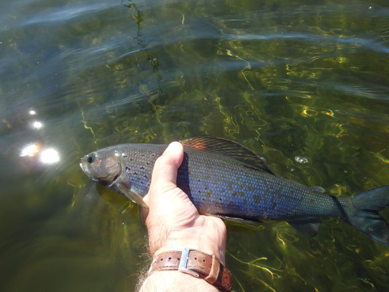 An Arctic grayling is shown in this DNR photo.