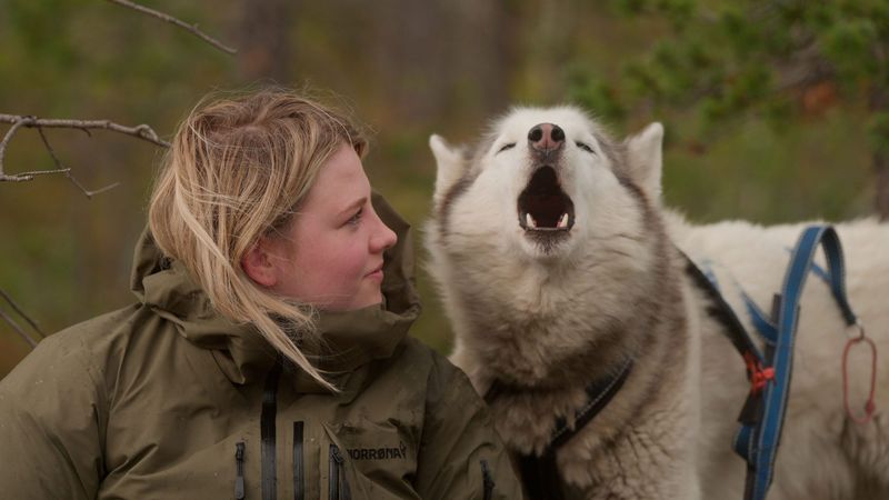 Norwegian student Hege Wik gets to know sled dog Odin while studying at a folk high school in the documentary "Folktales."
