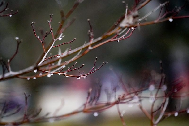 Sleet clings to a tree on Thursday, February. 13, 2025, in Indianapolis.